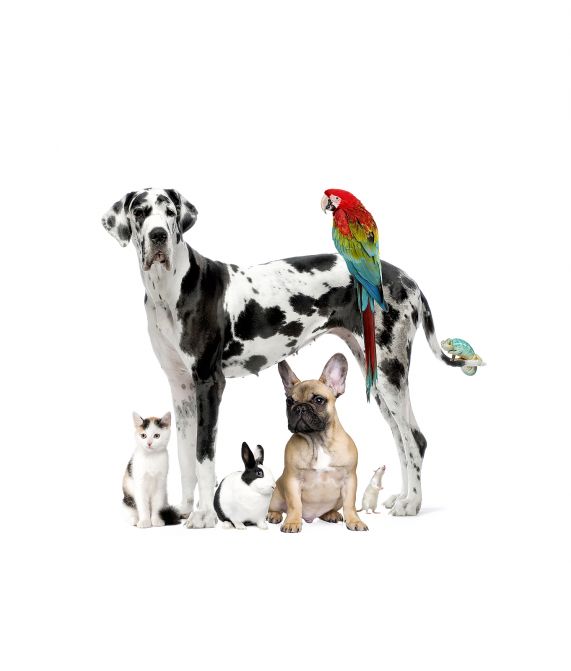Animali domestici