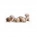 Animali domestici