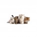 Animali domestici