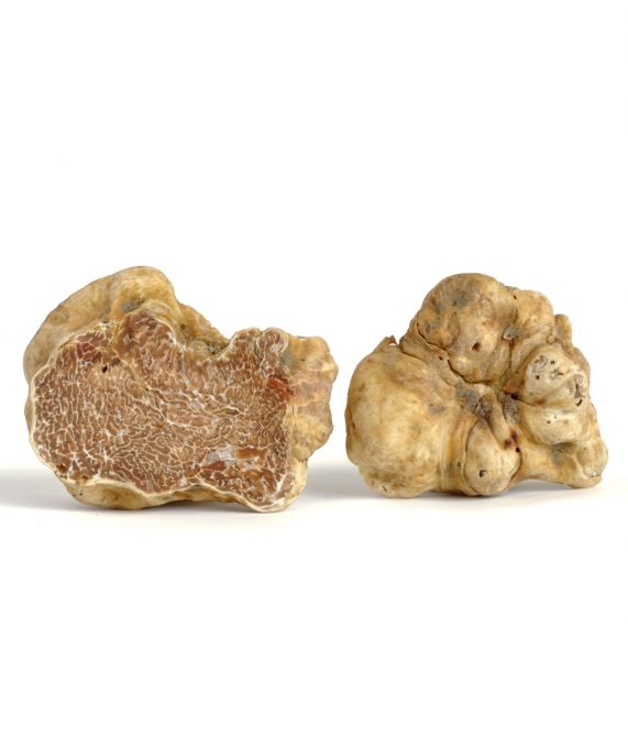 Tartufo bianco Tartufo bianco