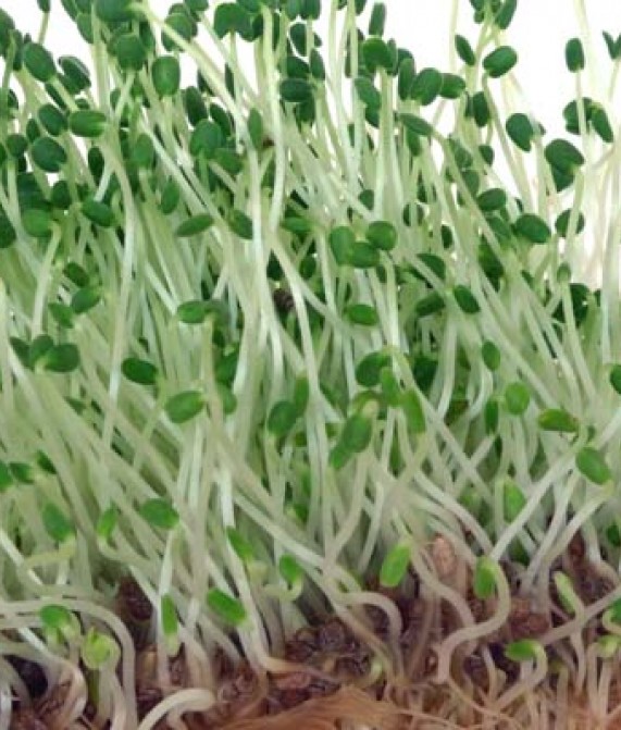 Chia 